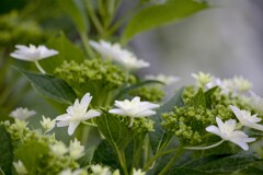 気持ちいい朝　けど本日30℃だって　(>ω<、)