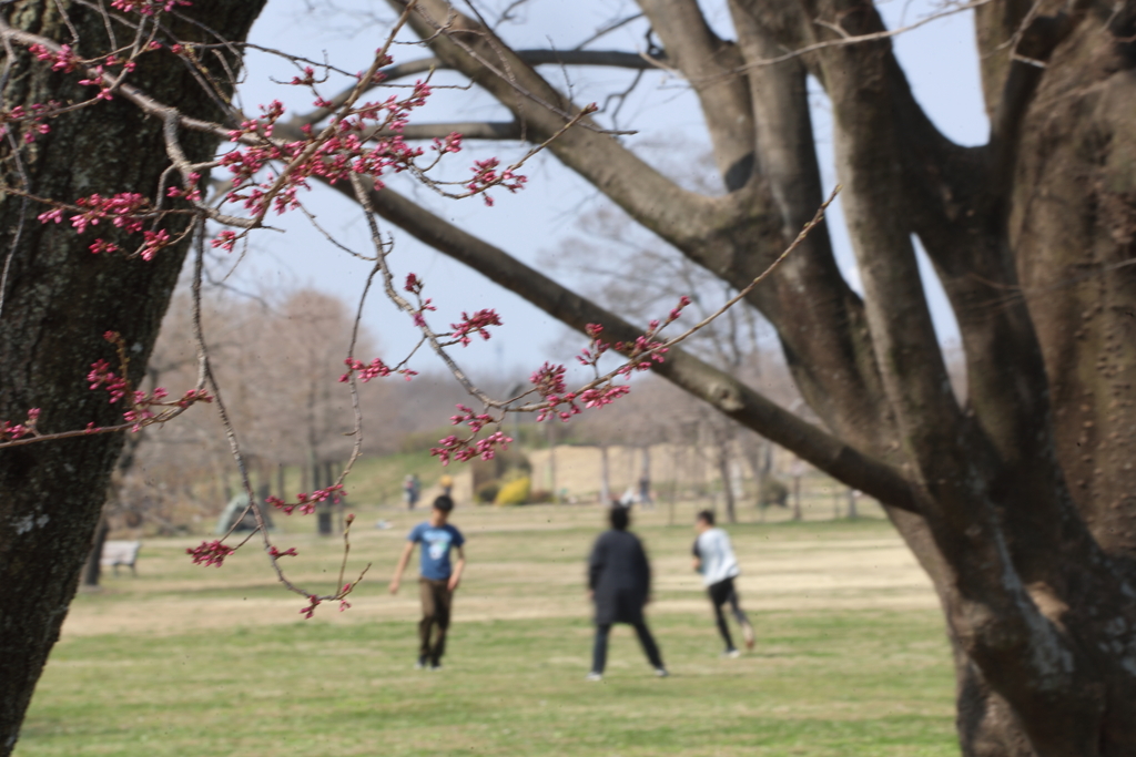 桜の咲く頃