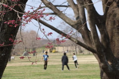 桜の咲く頃