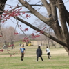 桜の咲く頃