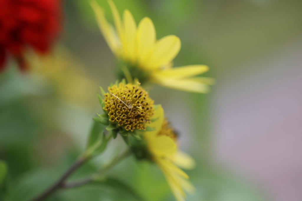 初秋の花園で Ⅲ