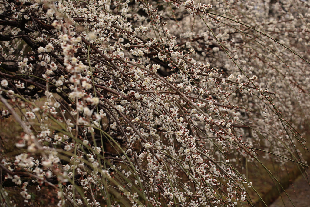 枝垂れる　ホワイト