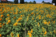 ひまわり畑