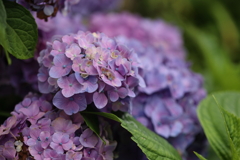 山の紫陽花