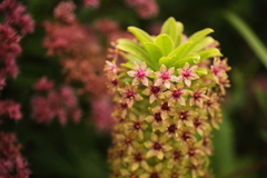 パイナップルに花咲いた?