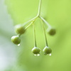 悟りを拓く木