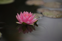 水面の花