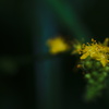小さな花