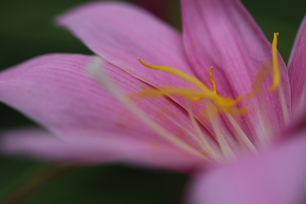 蕊