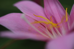 蕊
