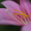 蕊