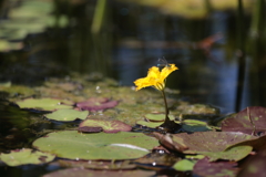水面の花に止まるイトトンボ