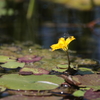 水面の花に止まるイトトンボ