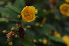黄色い花