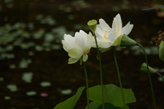 水辺に咲く白い花