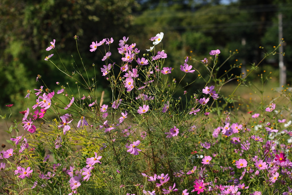 秋桜