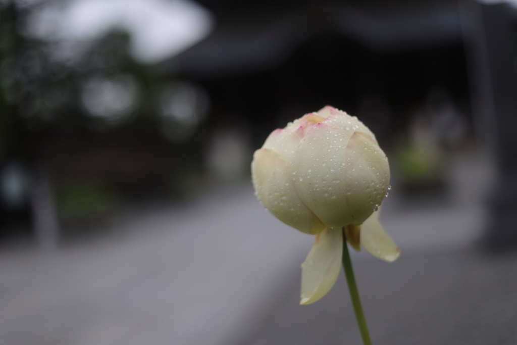 お寺の蓮