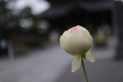 お寺の蓮