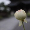 お寺の蓮