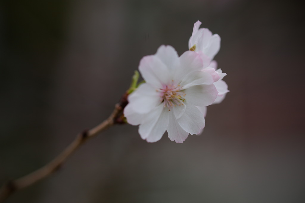 十月桜