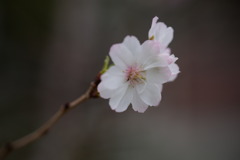 十月桜