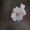 十月桜