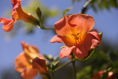 夏色