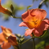 夏色