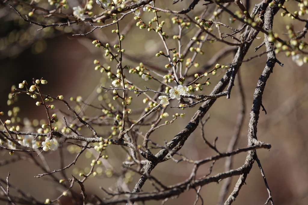 もう散りました