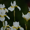 花 花