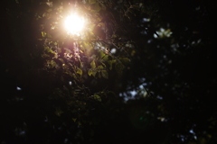晩夏の太陽