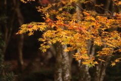 橙色