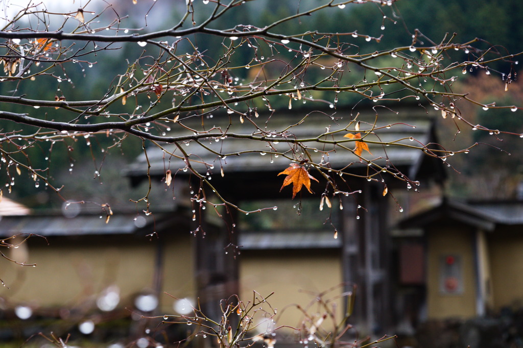 雨の花