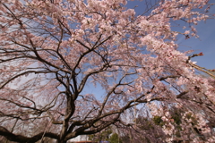 ピンクに染まる空