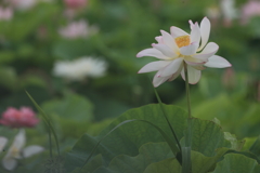 白の花たち