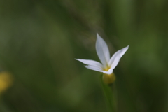 小さな小さな花