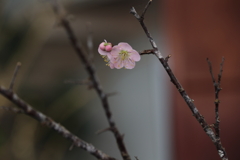 梅は咲いたか