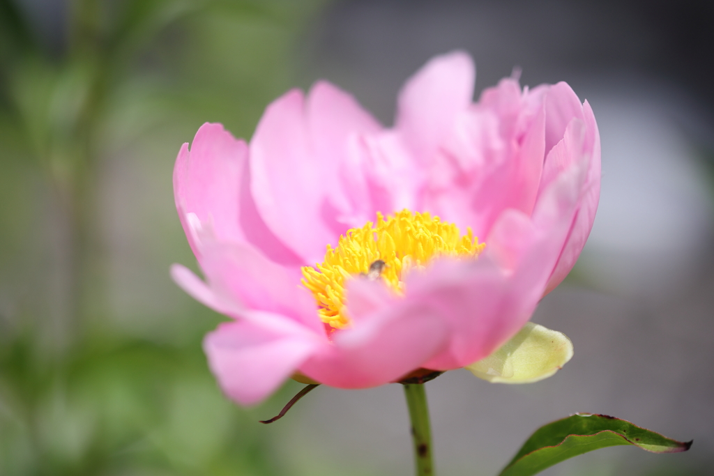 ピンクの・・・芍薬