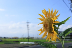 夏の朝