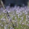 花広がる