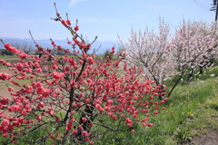 花桃咲く伊那谷