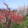 花桃咲く伊那谷