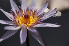 水面に輝く花