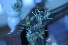 青いマツボックリ