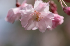 春の日に