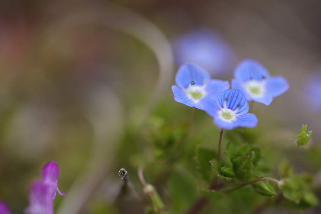 春を告げる花