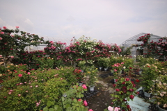 薔薇の町大野