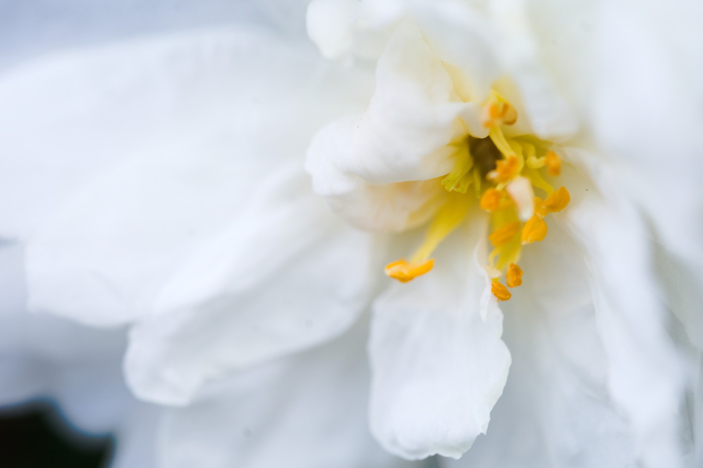 山茶花