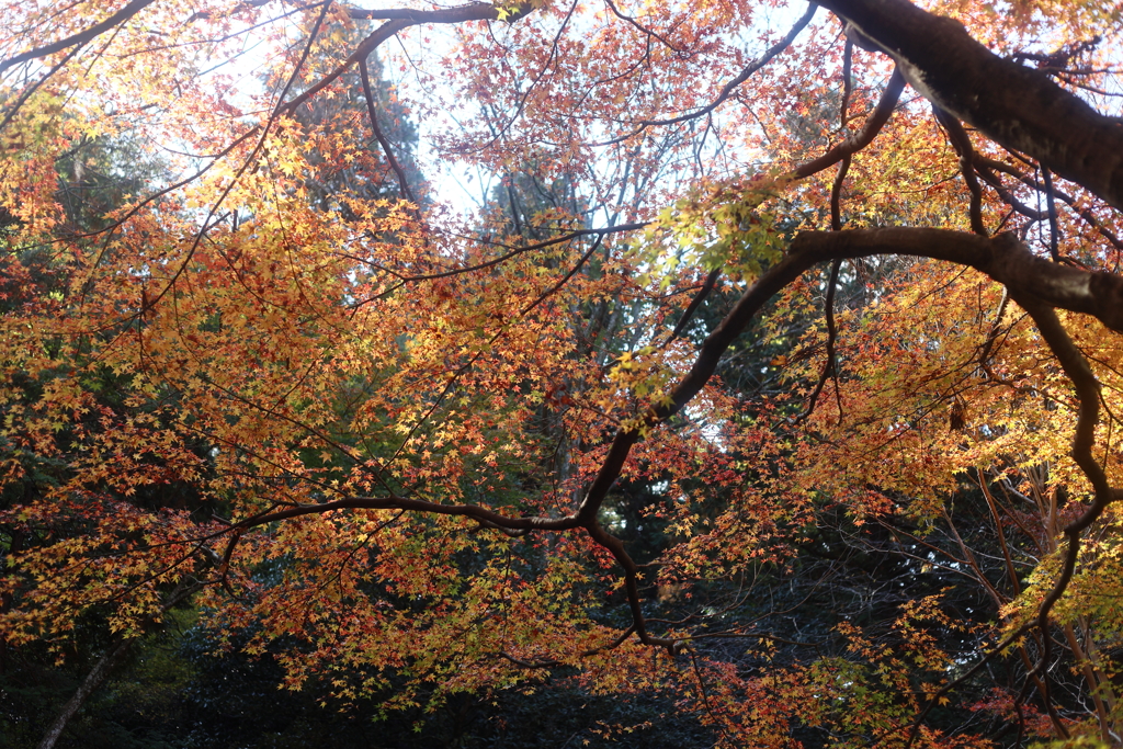 紅葉の頃