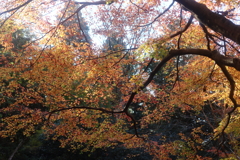 紅葉の頃